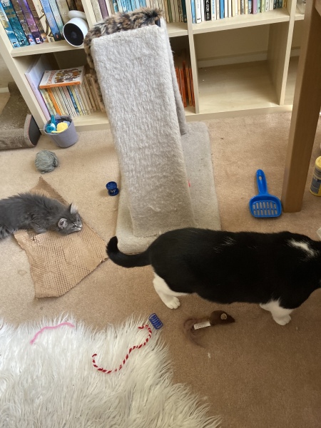Enter Cat Four