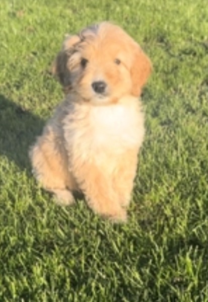 New puppy? Do I or don't I?