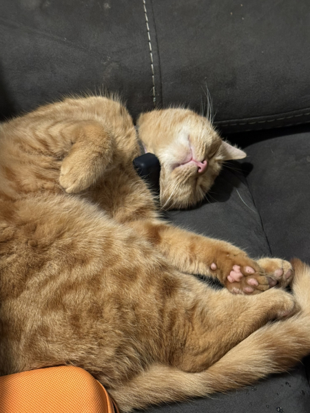 Trick or Cat Treat? The Excellent Cats do Halloween