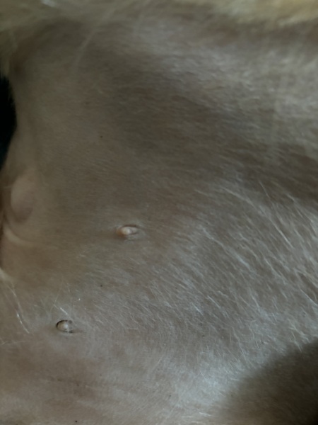 Any idea what these nodule things are?