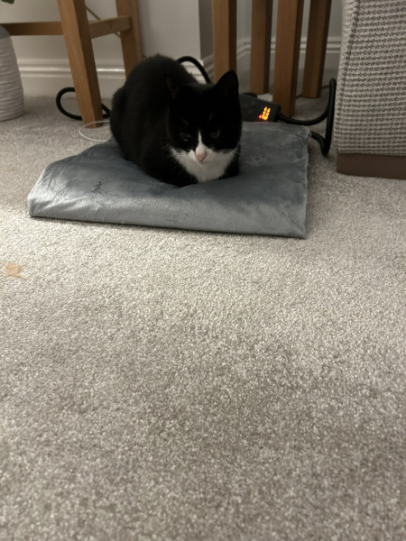 Question about Heated Cat Pads