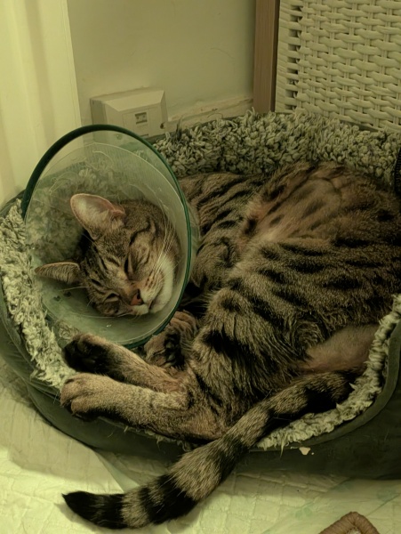 "Sludgy" bladder - anyone else's cat had this?