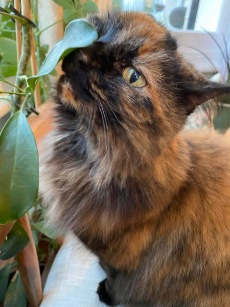 If your cat did OLD, what profile picture would she/he use?