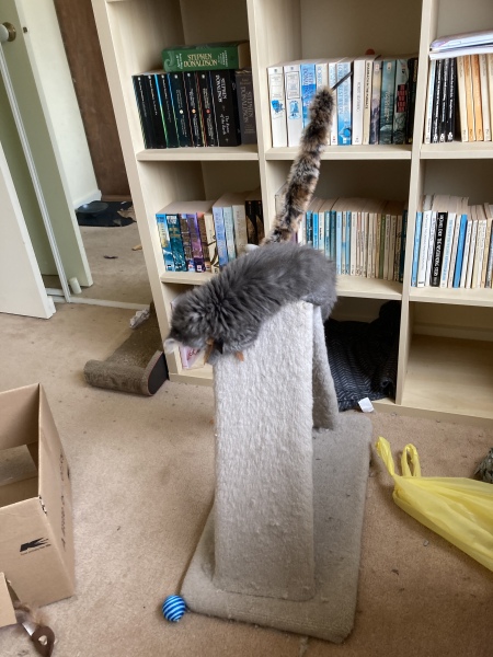 Trick or Cat Treat? The Excellent Cats do Halloween