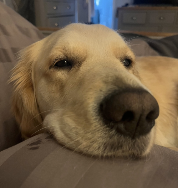 Golden retriever?