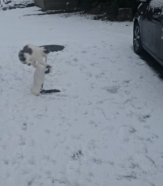 Cats outside in winter