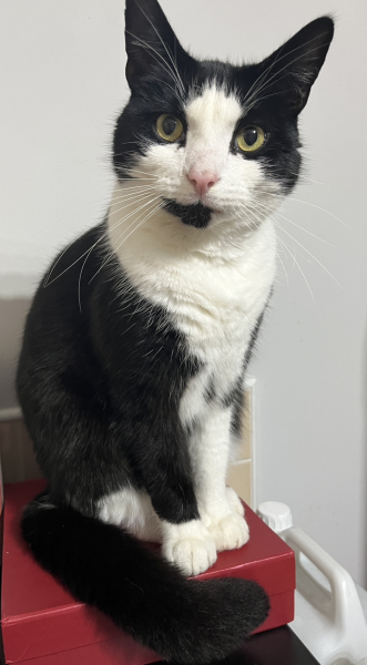 Tinsel, Glitter and Baubles - the Excellent Cats prepare to knock Everything off your Christmas Tree