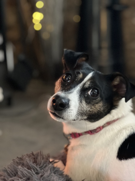 Rachel Reeves lied on her CV was not an “Economist”