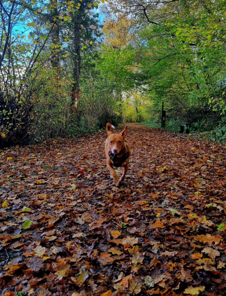 October’s dog of the month: Share your autumn dog photos & win £100 prize bundle!