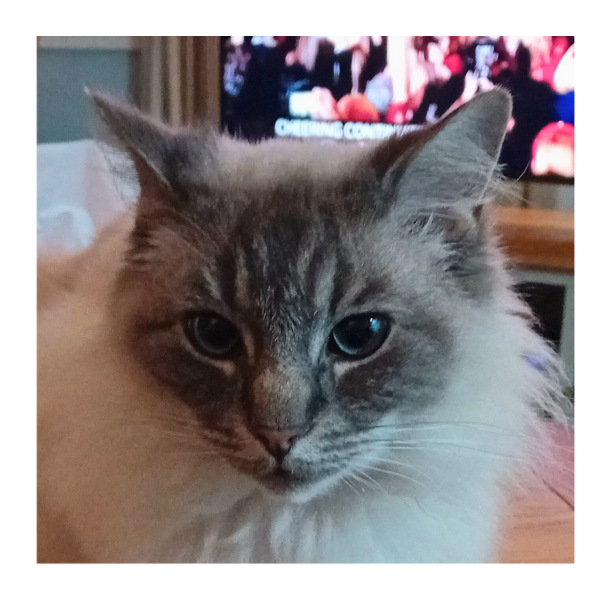 Trick or Cat Treat? The Excellent Cats do Halloween