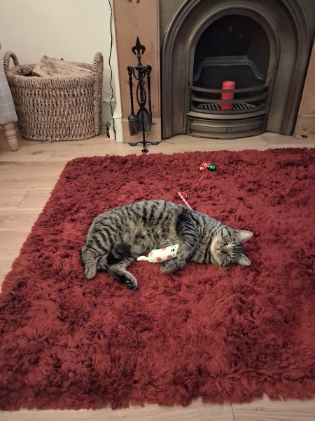 New Cat....what should i feed him?