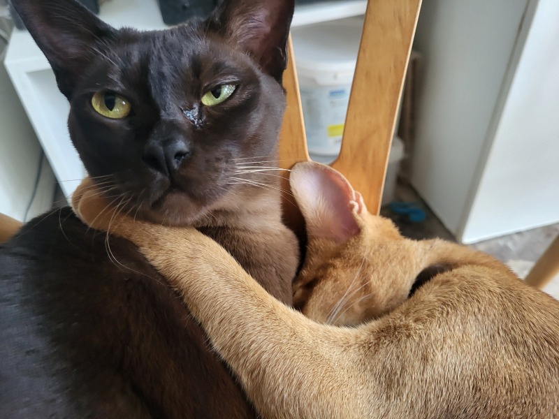 If your cat did OLD, what profile picture would she/he use?