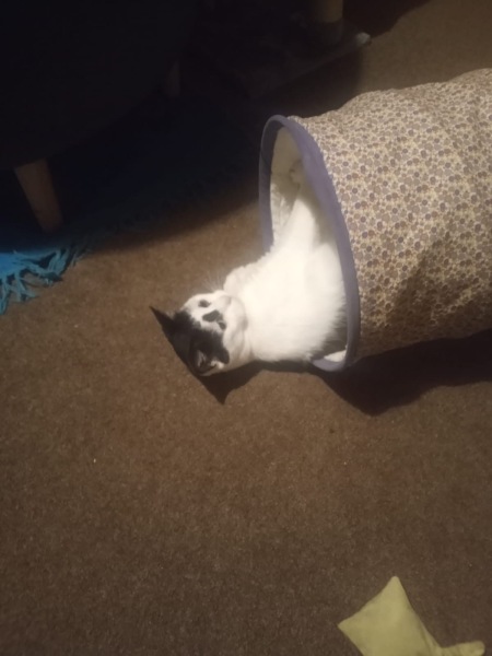 Any advice on finding a home for more mature foster cat?