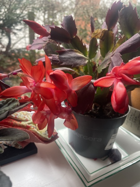 The Nigel Slater Christmas Chronicles Readalong 2024