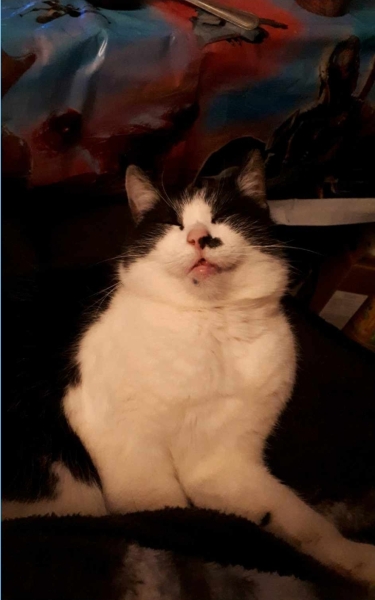 If your cat did OLD, what profile picture would she/he use?