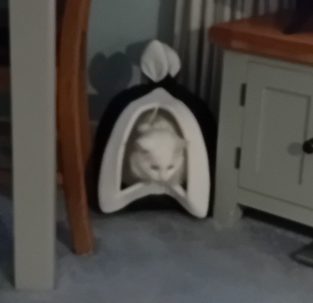 If your cat did OLD, what profile picture would she/he use?