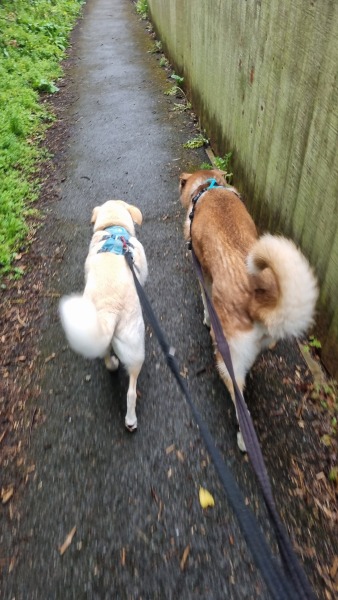 Any recommendations for robot vacuums that are good for dog fur ? with