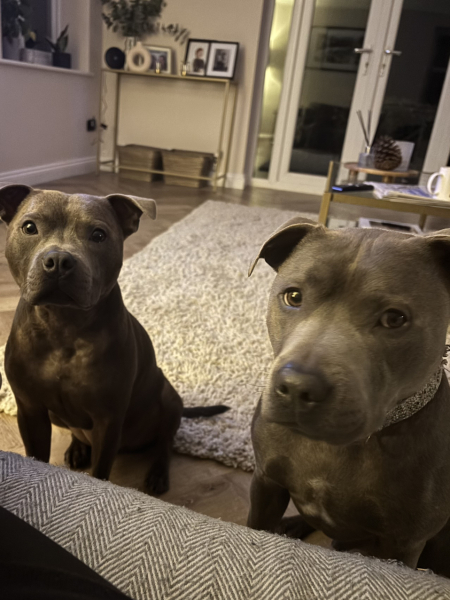 Which dog?