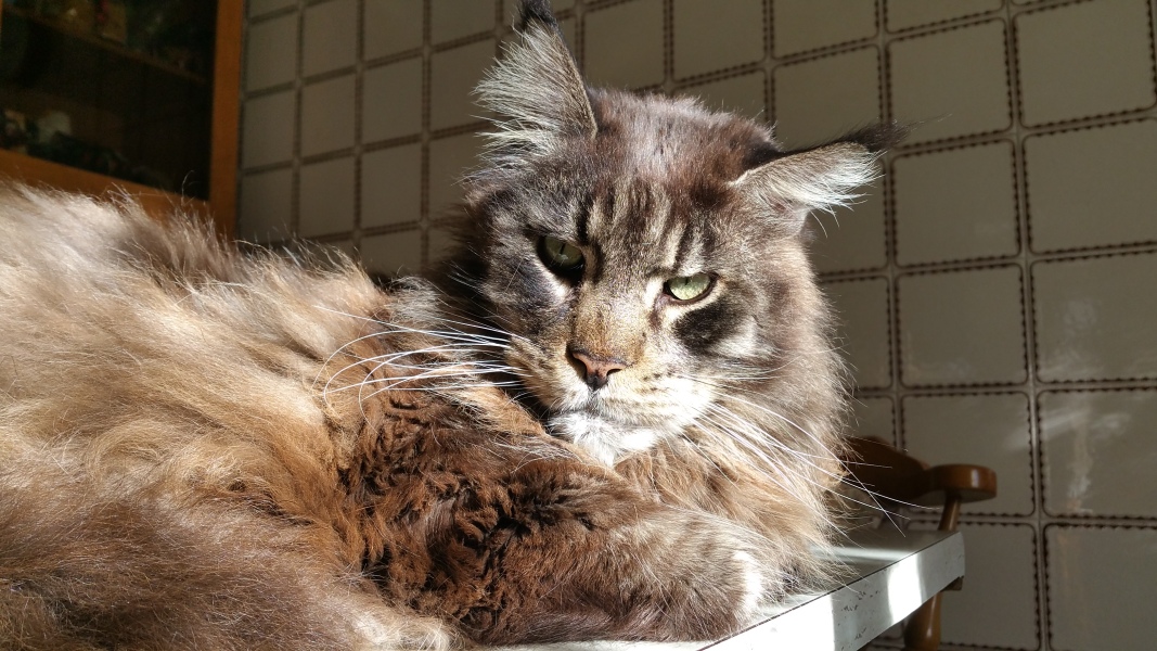 If your cat did OLD, what profile picture would she/he use?