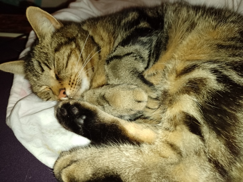 If your cat did OLD, what profile picture would she/he use?