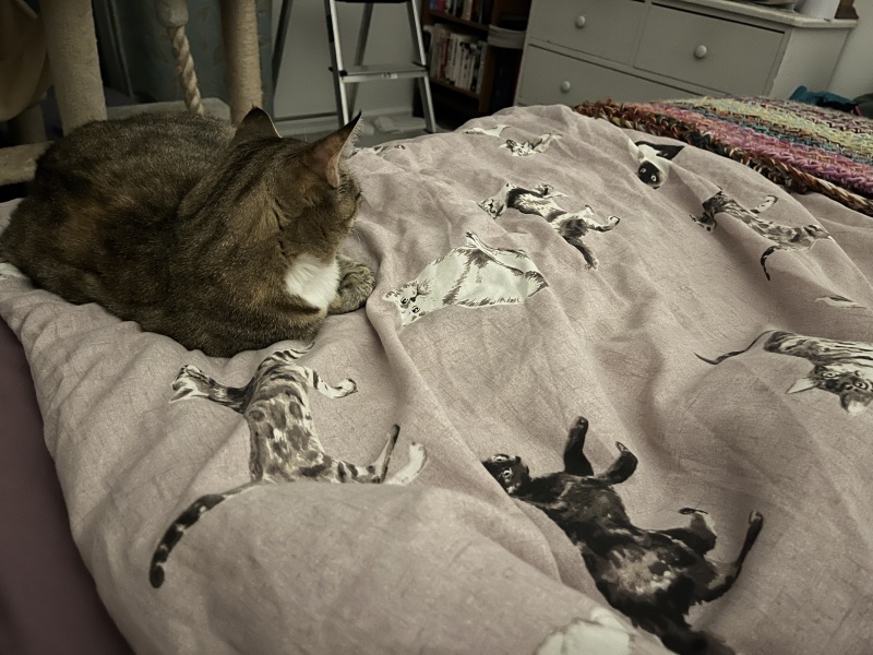 Trick or Cat Treat? The Excellent Cats do Halloween