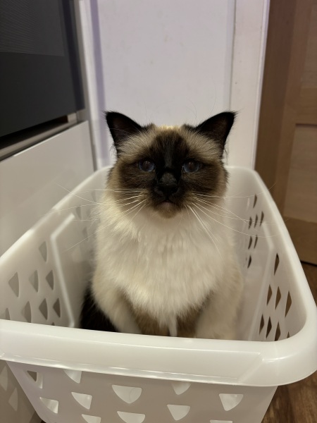 The Great Cancer Recovery part 3