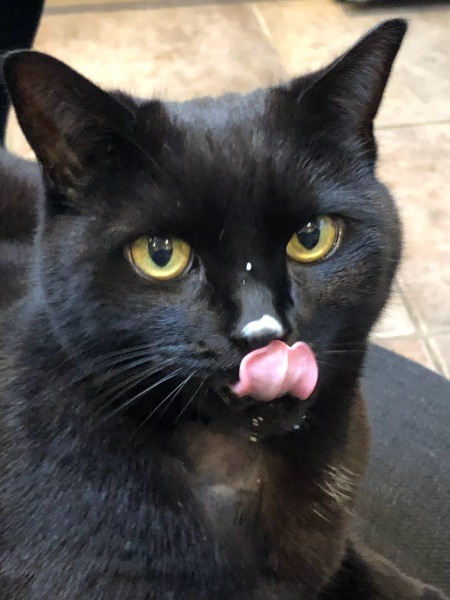 If your cat did OLD, what profile picture would she/he use?