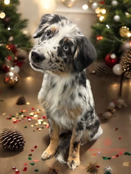 Adolescent Dog Survival...Sharing Tips & Tails