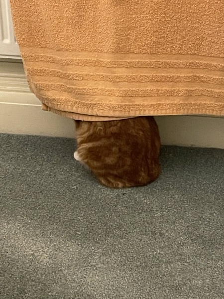 If your cat did OLD, what profile picture would she/he use?