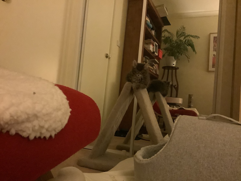 Enter Cat Four