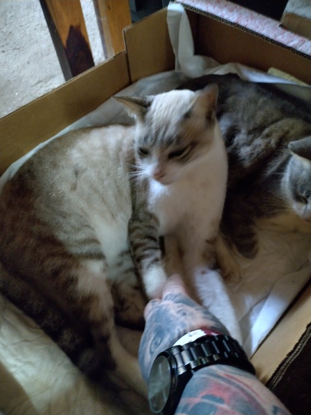 Trick or Cat Treat? The Excellent Cats do Halloween