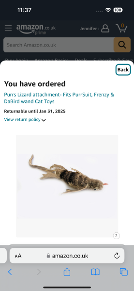 What is the absolute best Christmas present for a cat