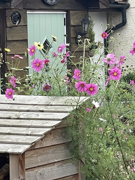 What plant is this?