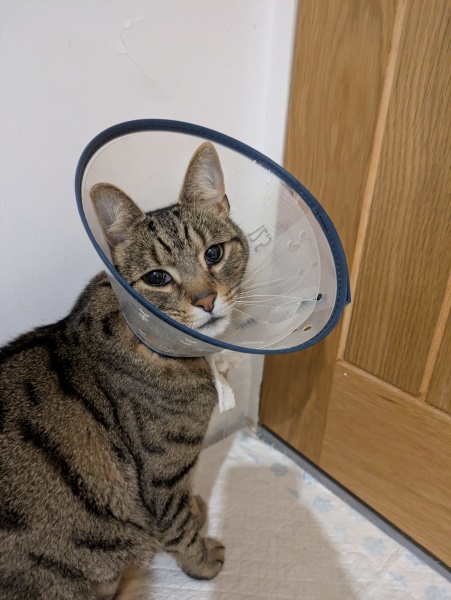 "Sludgy" bladder - anyone else's cat had this?