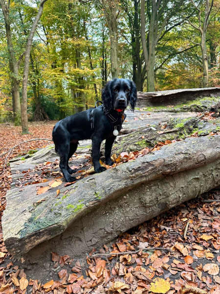 Puppy Survival Thread for New and Old Pups - here comes winter 2024