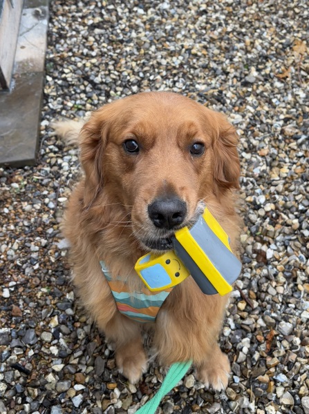 How do you wash your Golden after a splashy muddy walk?