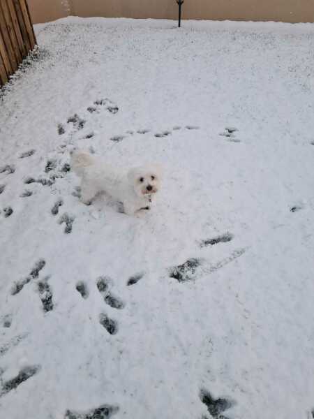Christmas dog of the month: Share your festive dog photos & win a £100 prize bundle!