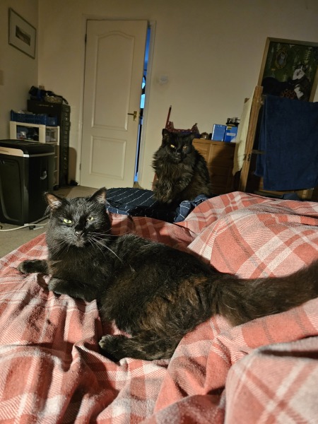 Trick or Cat Treat? The Excellent Cats do Halloween