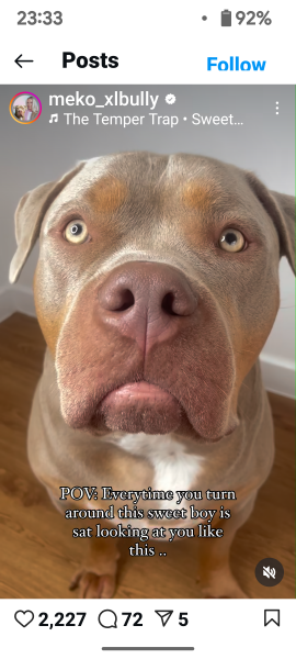 "Loving" XL Bully mauls 10yo to death