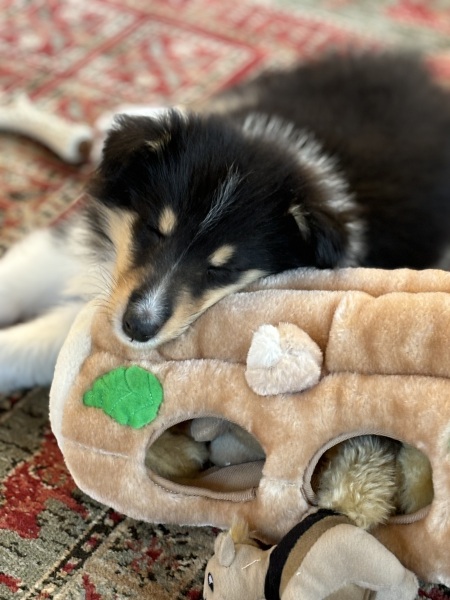 Puppy Survival Thread for New and Old Pups - here comes winter 2024