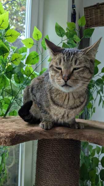 Trick or Cat Treat? The Excellent Cats do Halloween