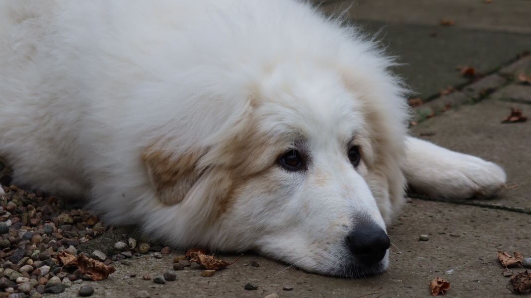 Adolescent Dog Survival...Sharing Tips & Tails