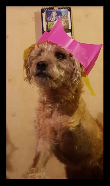 The Nigel Slater Christmas Chronicles Readalong 2024