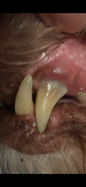 Are these teeth rotting….? (Dog, not human!)