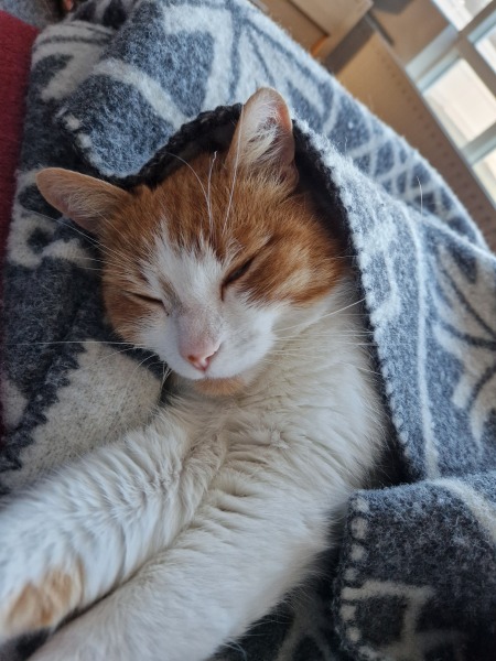 Tinsel, Glitter and Baubles - the Excellent Cats prepare to knock Everything off your Christmas Tree