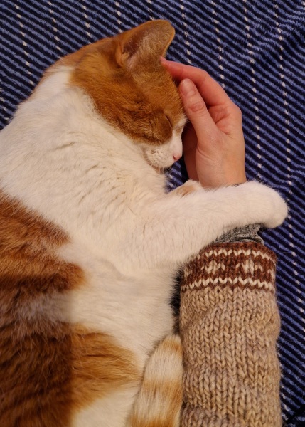 Trick or Cat Treat? The Excellent Cats do Halloween