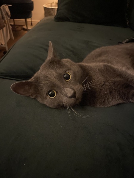 If your cat did OLD, what profile picture would she/he use?