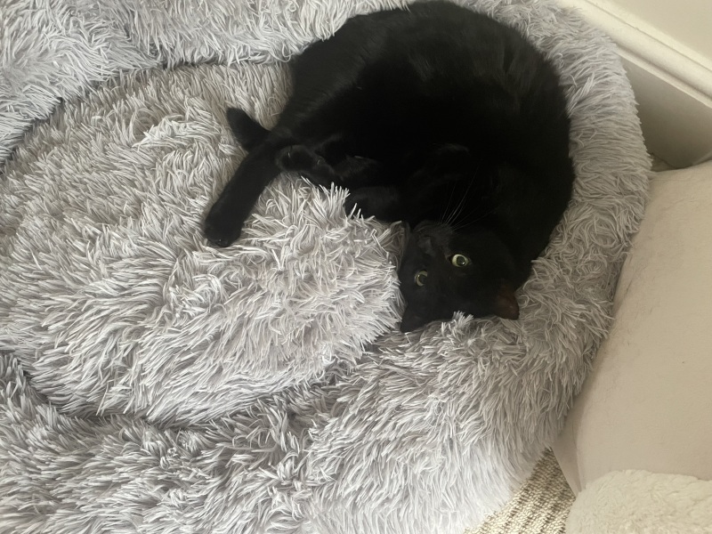 Thread 12 Starmer: From Prescott to Rayner, working class grit