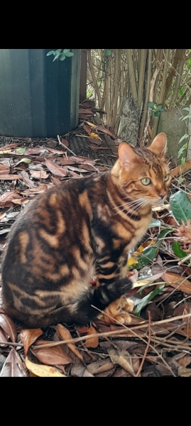 If your cat did OLD, what profile picture would she/he use?