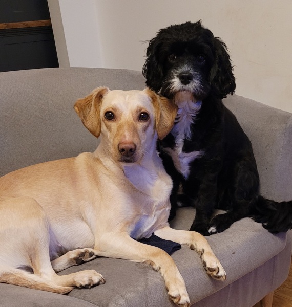 Which breed?